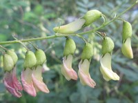 Astragalus mongholicus