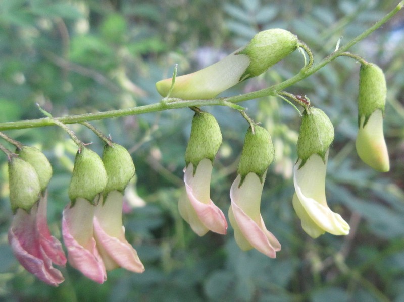 Astragalus mongholicus