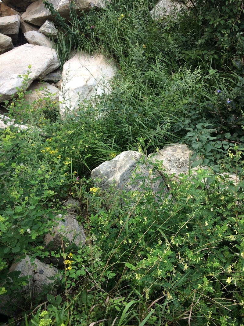 Astragalus mongholicus photo 2