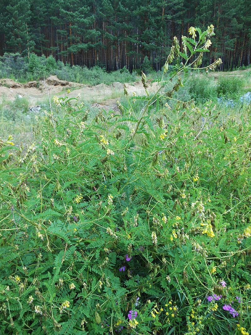 Astragalus mongholicus photo 3