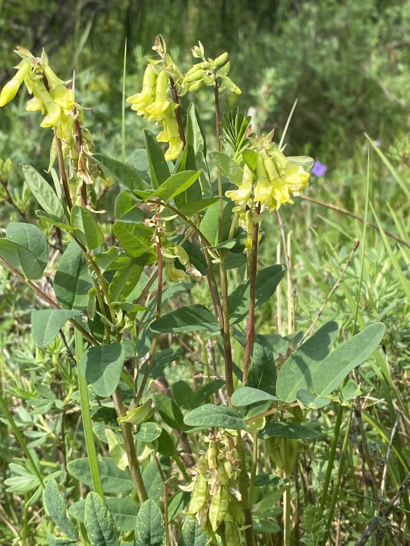 Astragalus mongholicus photo 4