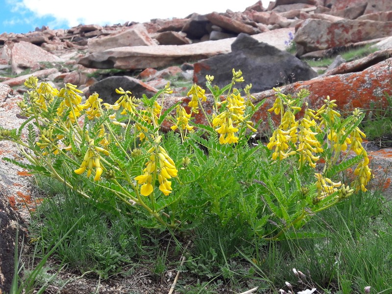 Astragalus mongholicus photo 5