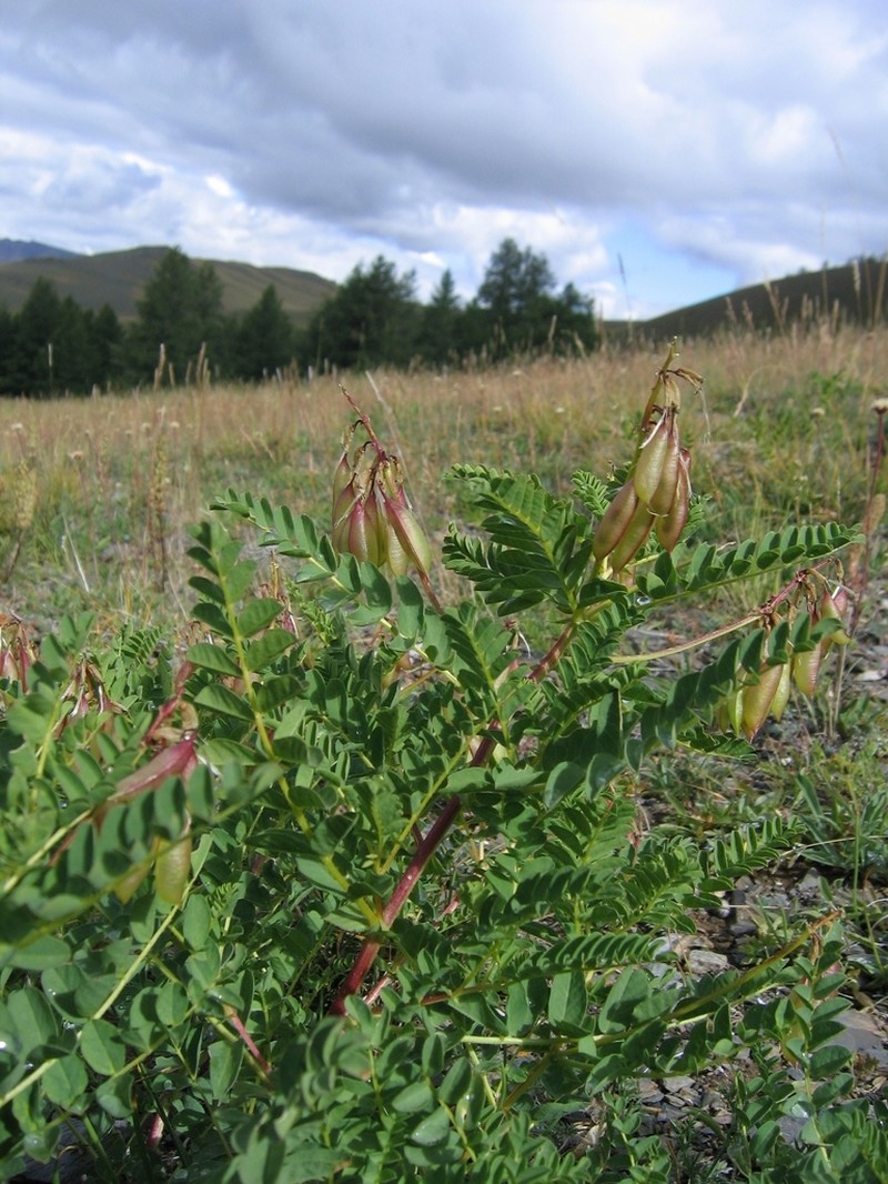 Astragalus mongholicus photo 6