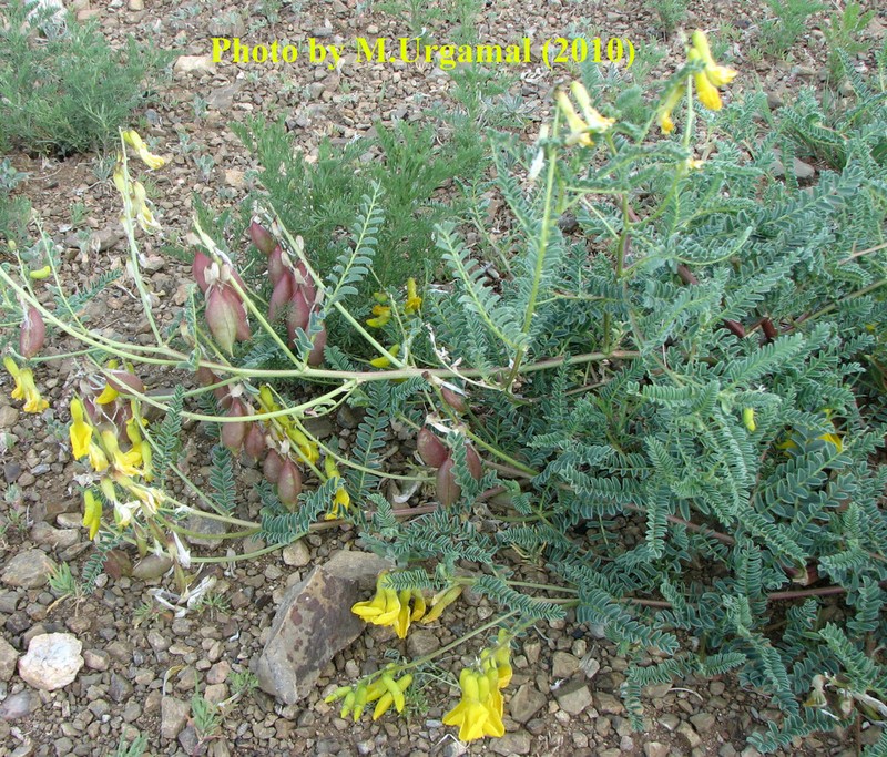 Astragalus mongholicus photo 7