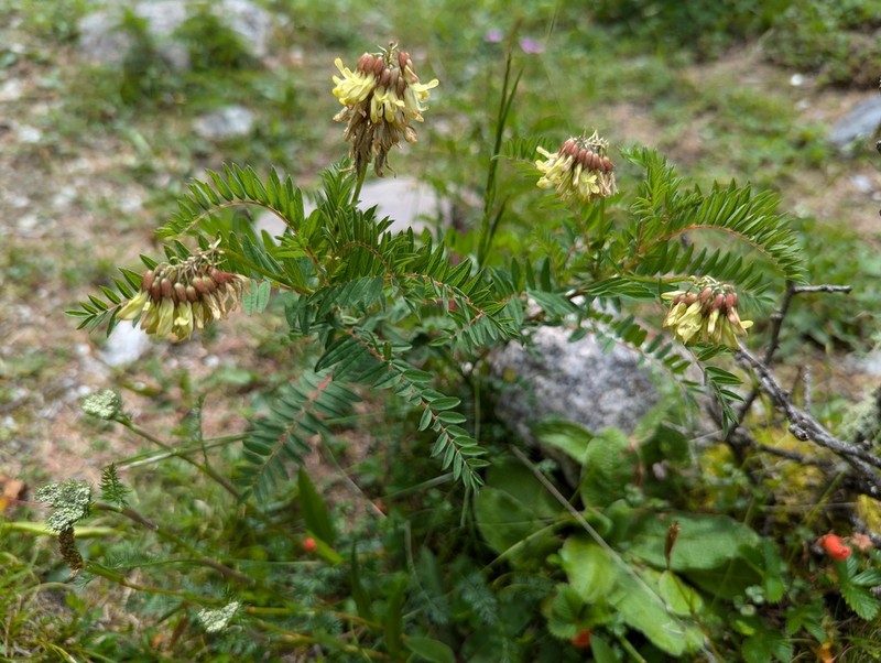 Astragalus mongholicus photo 8