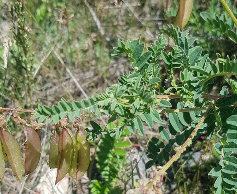Astragalus mongholicus