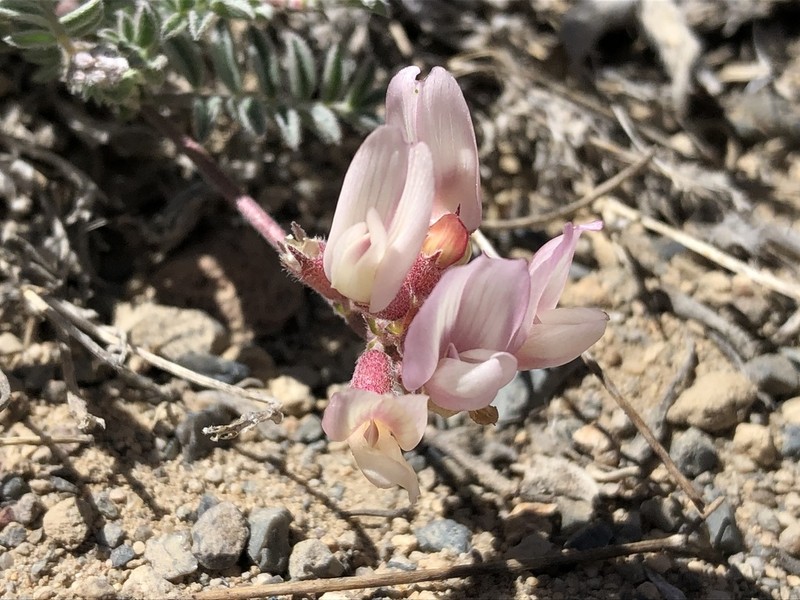 Mono Milkvetch photo 3