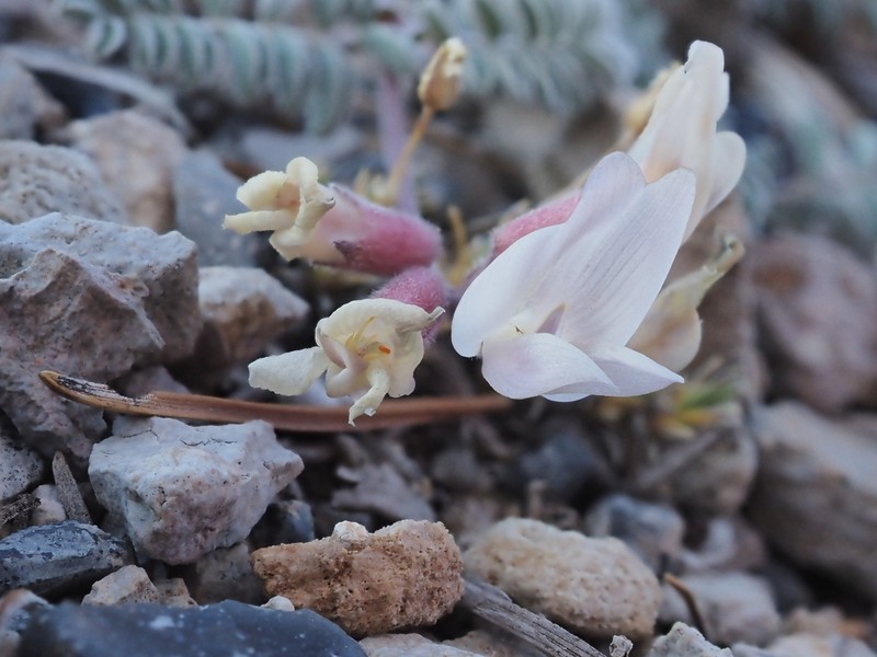 Mono Milkvetch photo 4