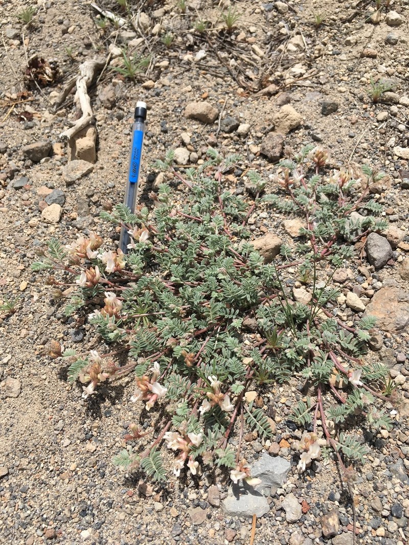 Mono Milkvetch photo 5