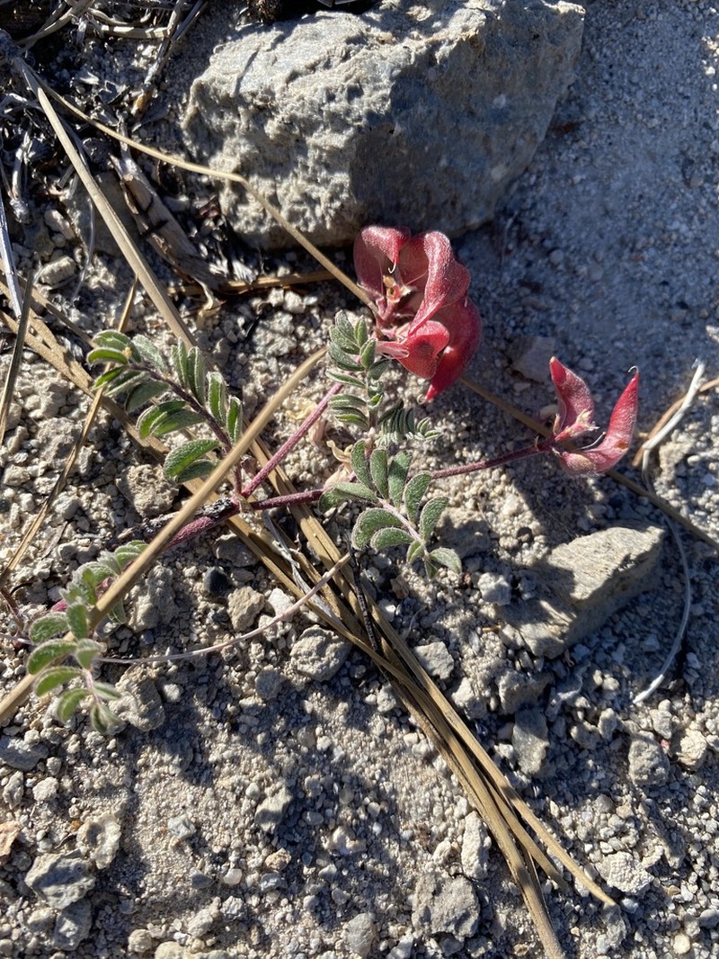 Mono Milkvetch photo 6