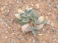 Astragalus monophyllus