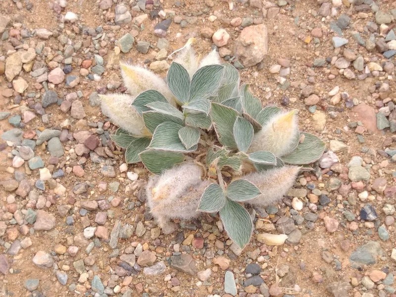 Astragalus monophyllus