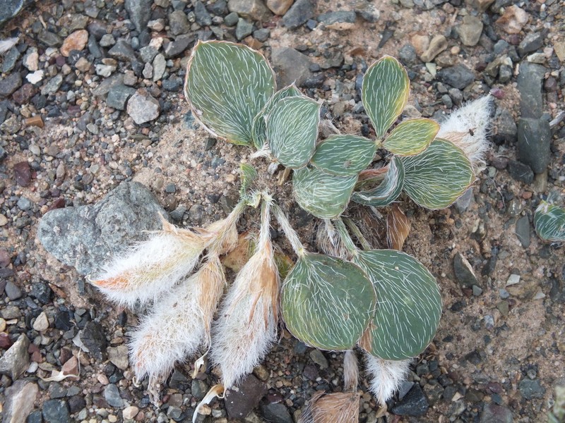 Astragalus monophyllus photo 2