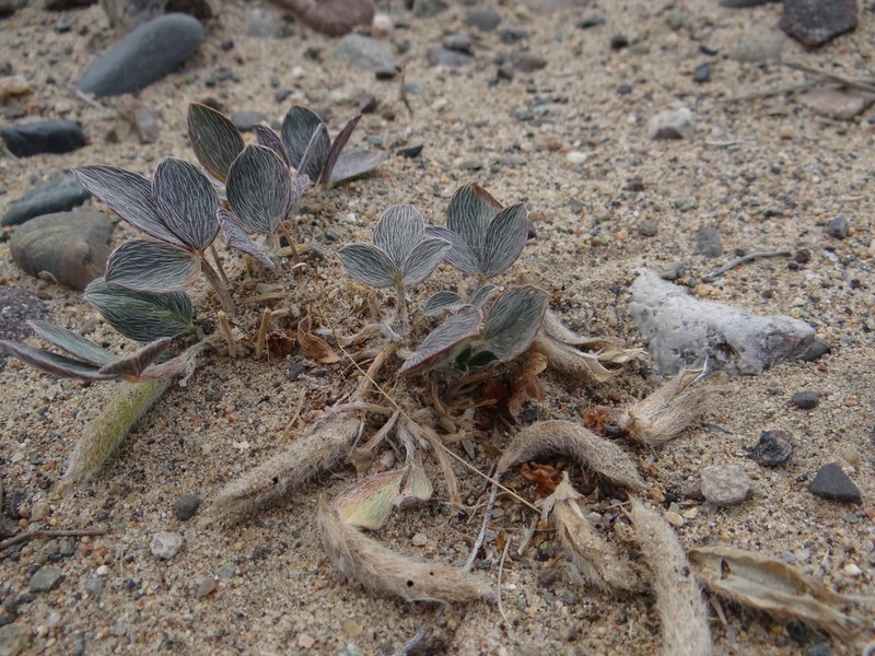 Astragalus monophyllus photo 3