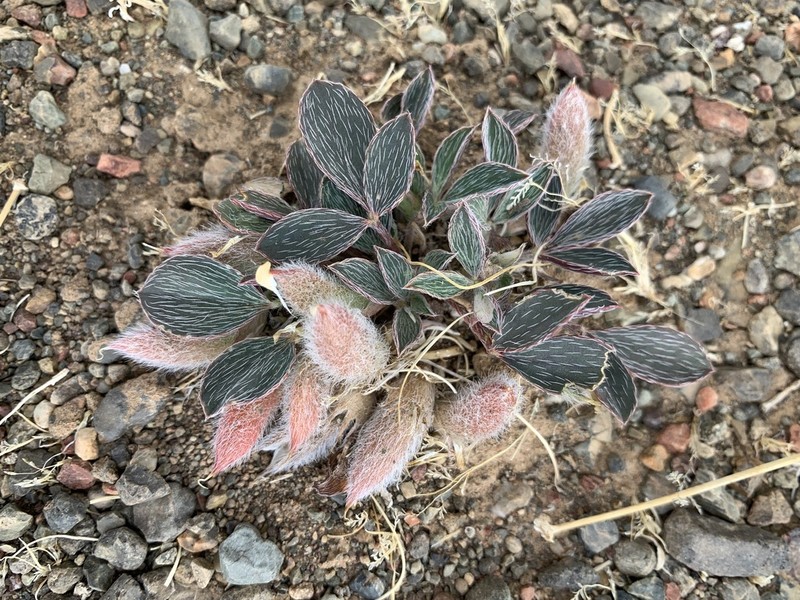 Astragalus monophyllus photo 4