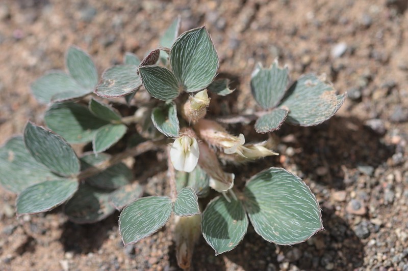 Astragalus monophyllus photo 5