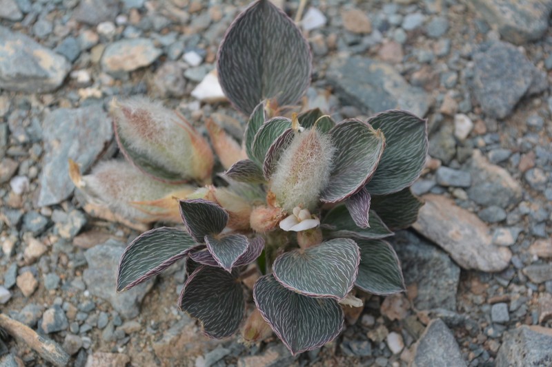 Astragalus monophyllus photo 6