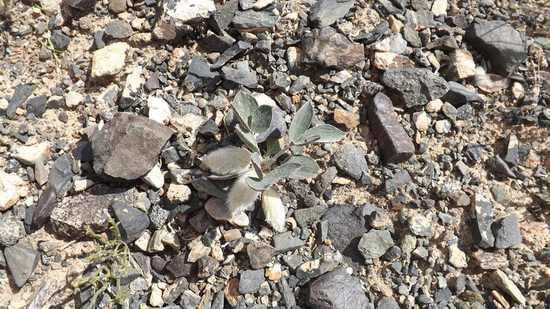 Astragalus monophyllus photo 7