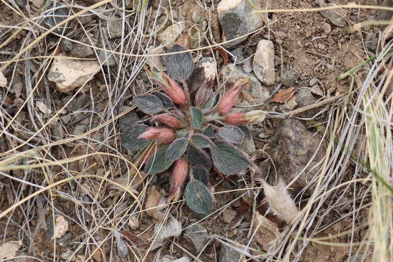 Astragalus monophyllus photo 8