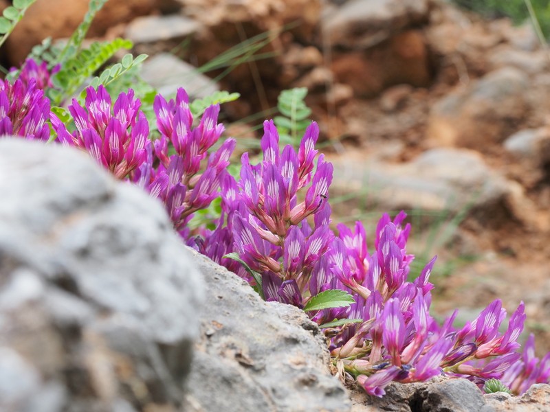 Astragalus monspessulanus photo 4