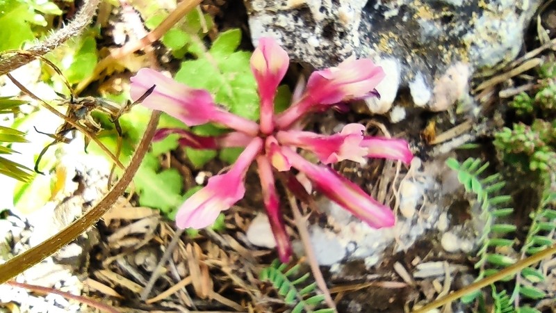 Astragalus monspessulanus photo 5
