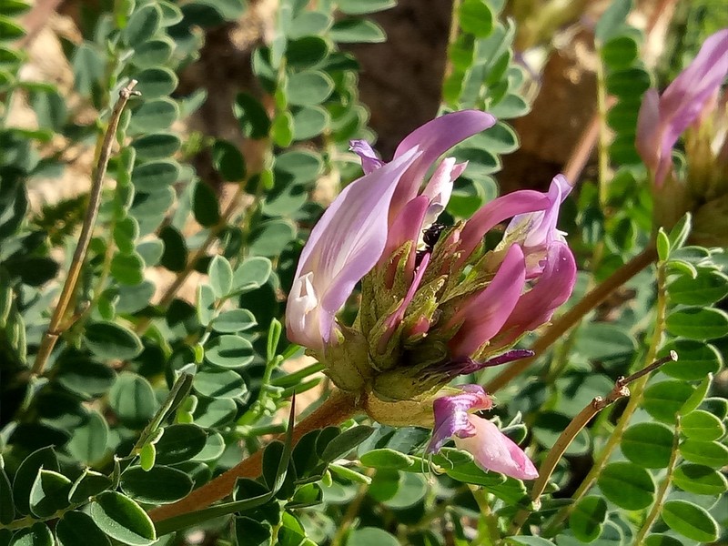 Astragalus monspessulanus photo 6