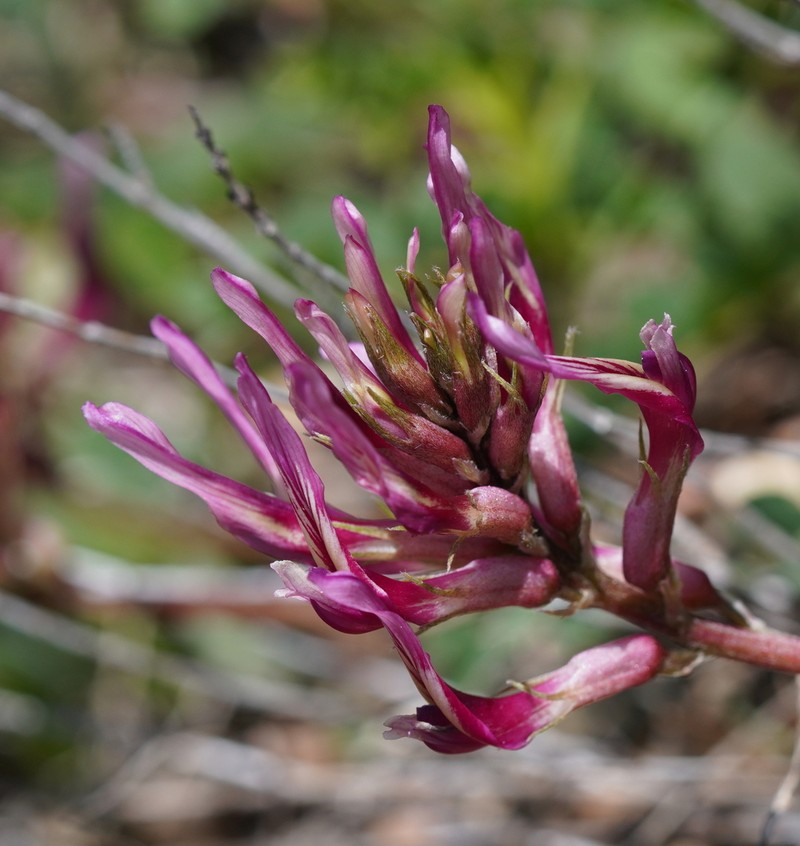Astragalus monspessulanus photo 7