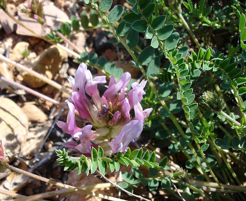 Astragalus monspessulanus photo 2