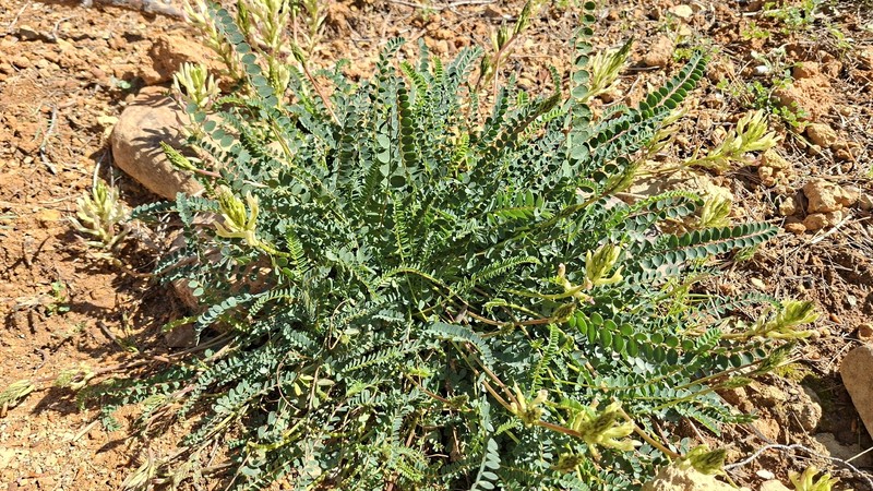 Astragalus monspessulanus subsp. gypsophilus
