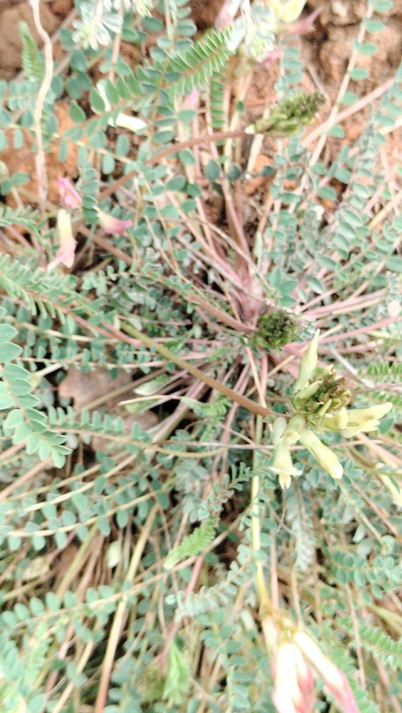 Astragalus monspessulanus subsp. gypsophilus photo 2