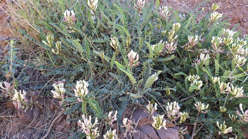 Astragalus monspessulanus subsp. gypsophilus photo 3