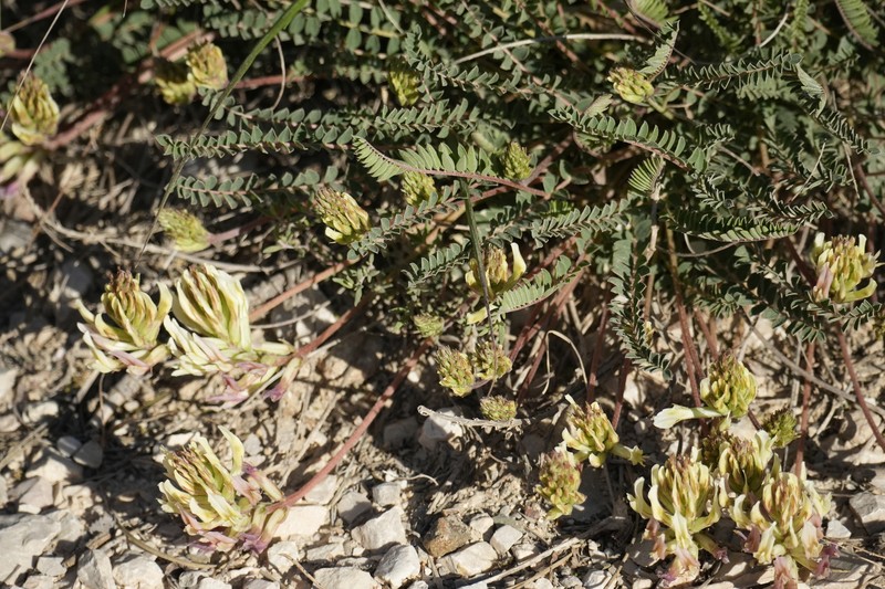 Astragalus monspessulanus subsp. gypsophilus photo 4