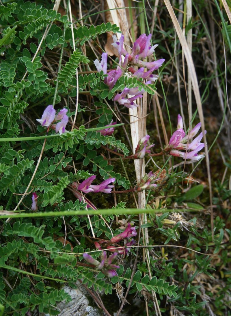 Astragalus monspessulanus subsp. monspessulanus