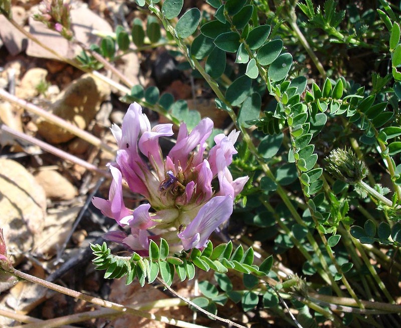 Astragalus monspessulanus subsp. monspessulanus photo 2