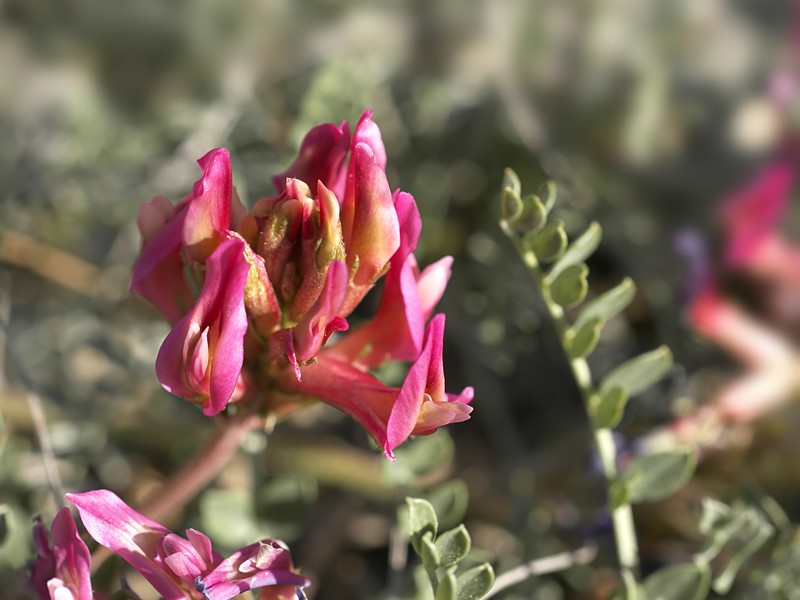 Astragalus monspessulanus subsp. monspessulanus photo 3