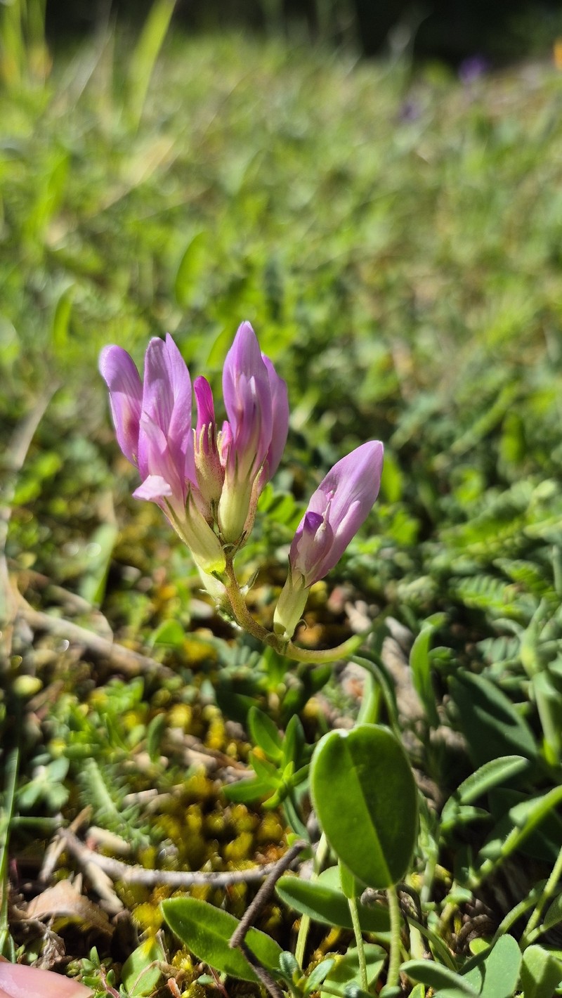 Astragalus monspessulanus subsp. monspessulanus photo 4
