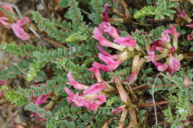 Astragalus monspessulanus subsp. monspessulanus photo 5