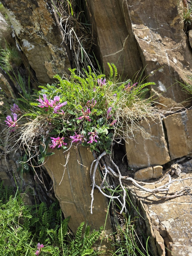 Astragalus monspessulanus subsp. monspessulanus photo 6