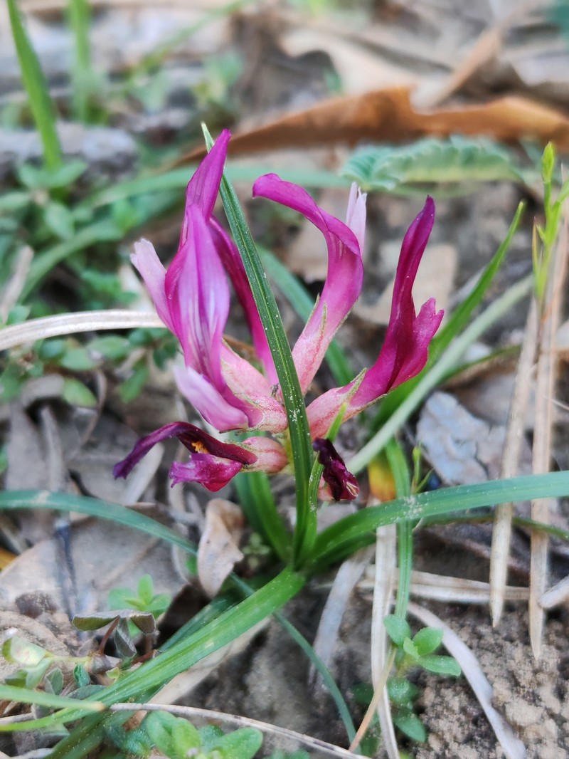 Astragalus monspessulanus subsp. wulfenii