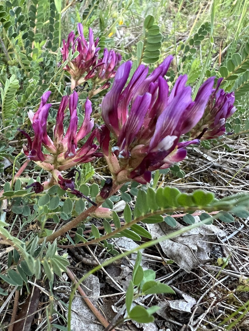 Astragalus monspessulanus subsp. wulfenii photo 2