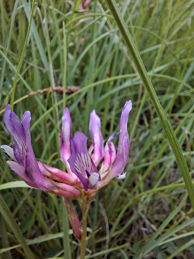 Astragalus monspessulanus subsp. wulfenii photo 3