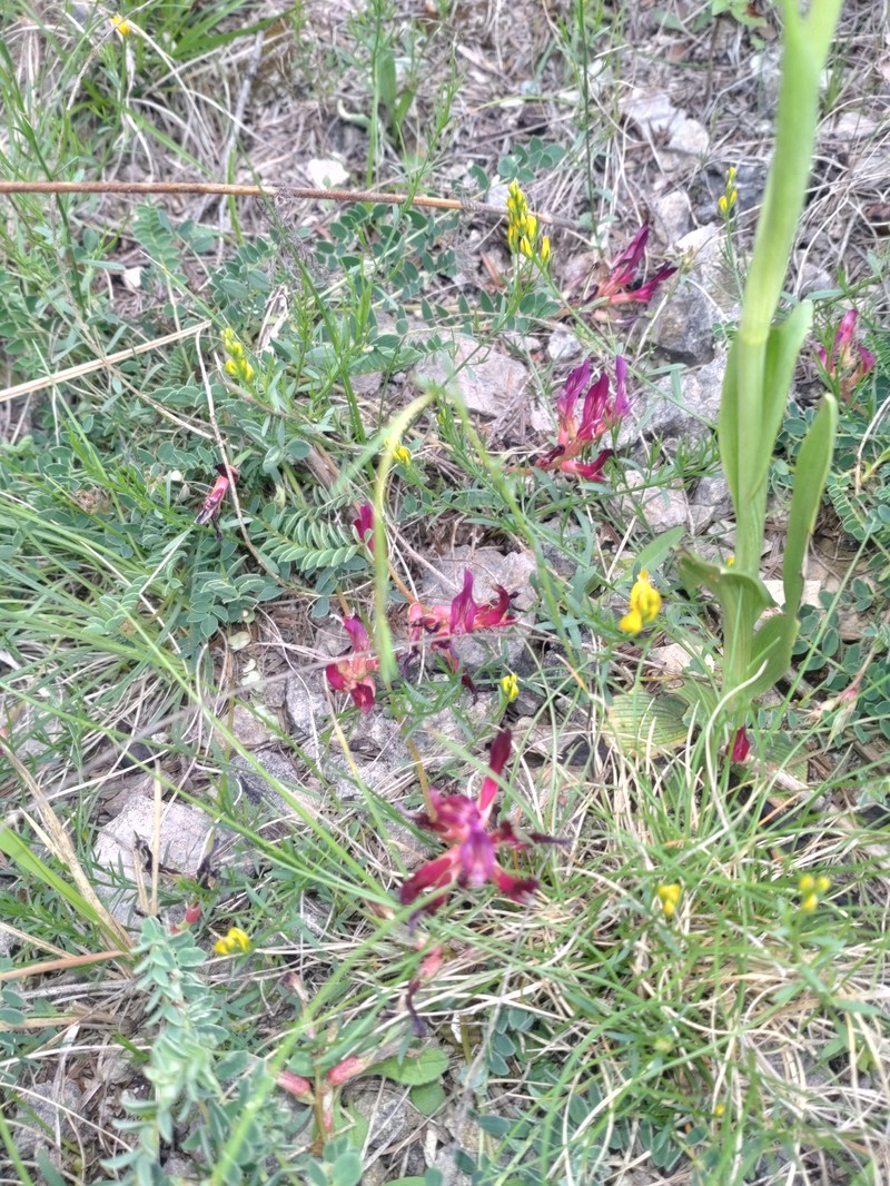 Astragalus monspessulanus subsp. wulfenii photo 4