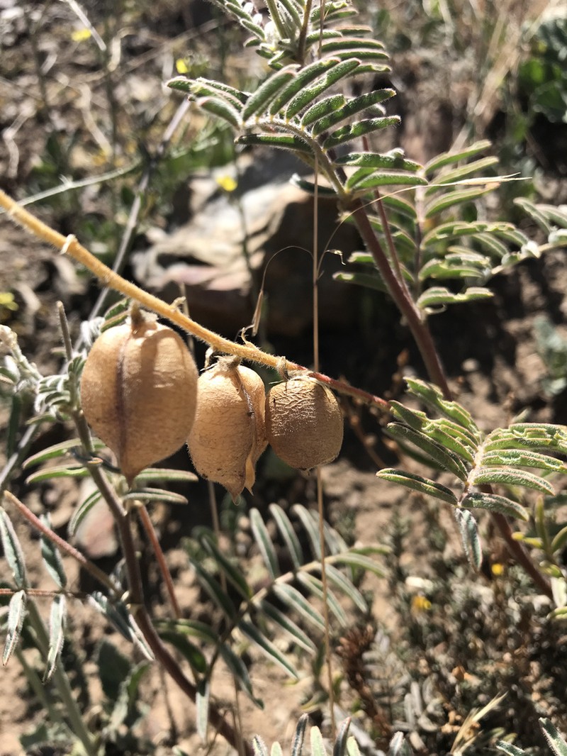 Astragalus monticola