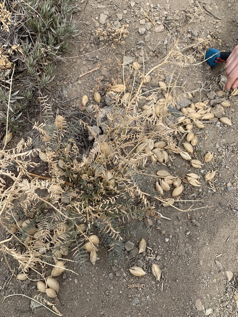 Astragalus monticola photo 3