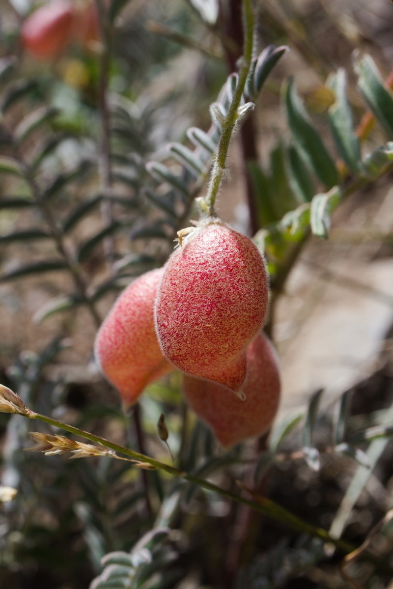 Astragalus monticola photo 4