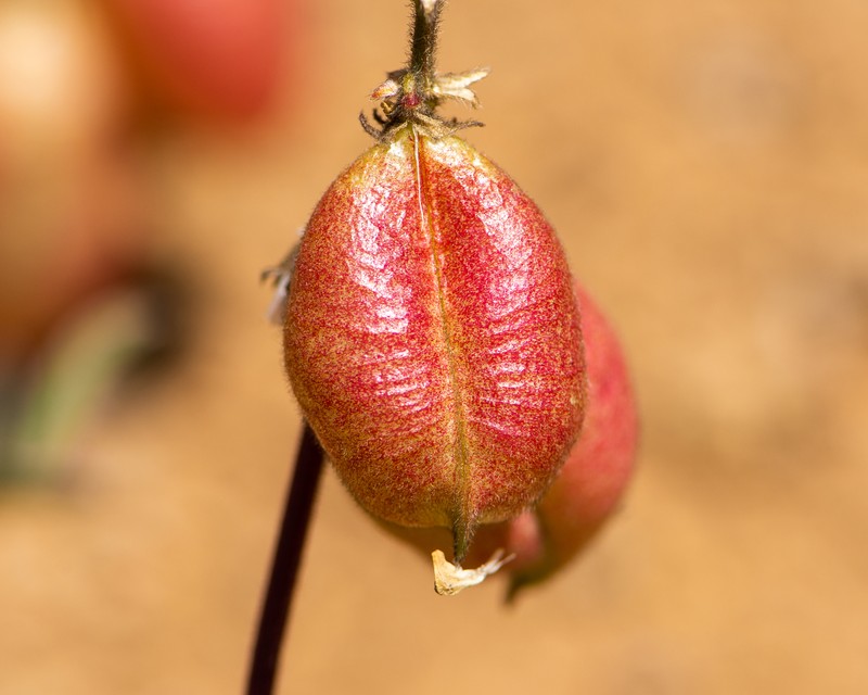 Astragalus monticola photo 6