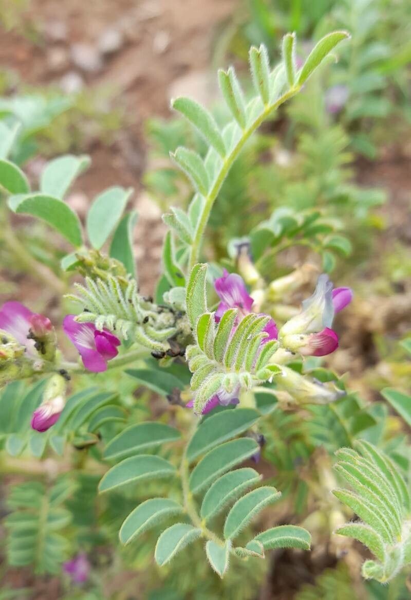 Astragalus monticola photo 7