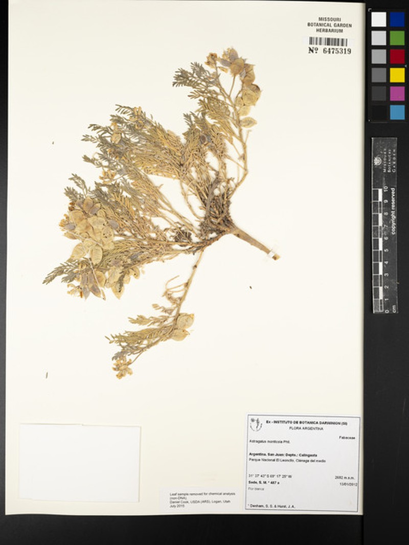 Astragalus monticola photo 8
