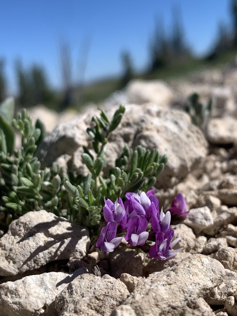 Astragalus montii