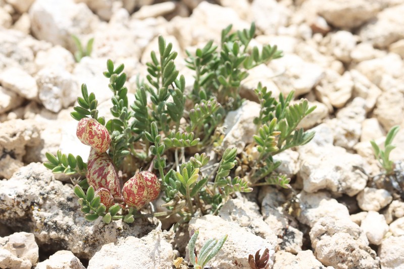 Astragalus montii photo 2